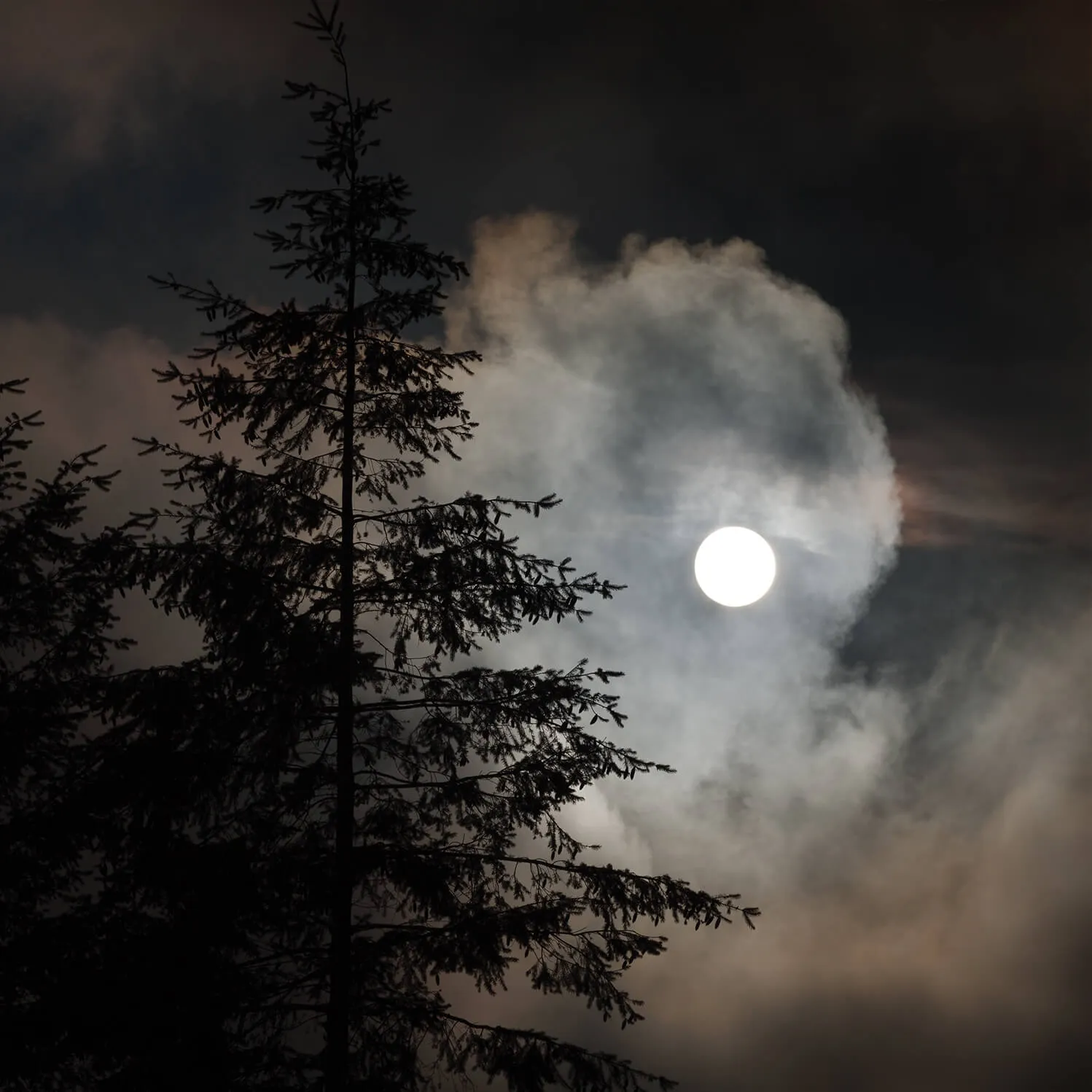 Pino in controluce davanti a una luna avvolta dalle nuvole.